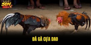 Đá gà cựa dao