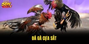 đá gà cựa sắt