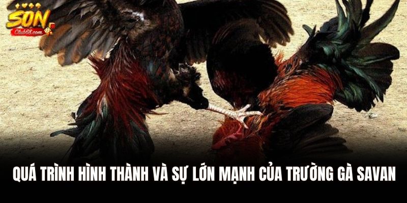 Trường Gà Savan - Đấu Trường Đỉnh Cao Trực Tuyến Tại Sonclub 1 Quá trình hình thành và sự lớn mạnh của trường gà Savan