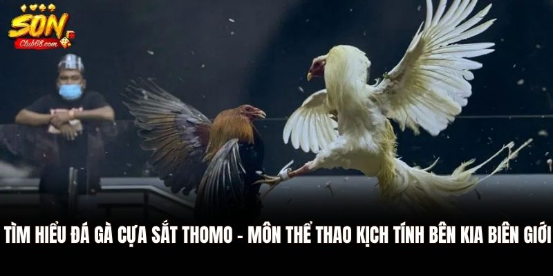 Đá Gà Cựa Sắt Thomo: Môn Đối Kháng Đỉnh Cao Của Gà Chiến 1 Tìm hiểu đá gà cựa sắt Thomo - Môn thể thao kịch tính bên kia biên giới