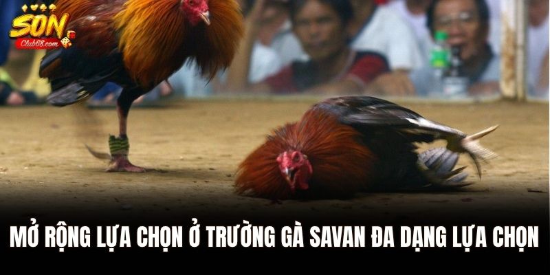 Trường Gà Savan - Đấu Trường Đỉnh Cao Trực Tuyến Tại Sonclub 2 Mở rộng lựa chọn ở trường gà Savan đa dạng lựa chọn