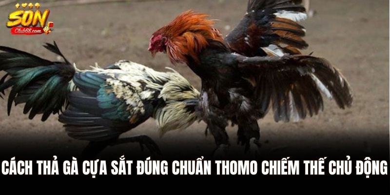 Đá Gà Cựa Sắt Thomo: Môn Đối Kháng Đỉnh Cao Của Gà Chiến 2 Cách thả gà cựa sắt đúng chuẩn Thomo chiếm thế chủ động