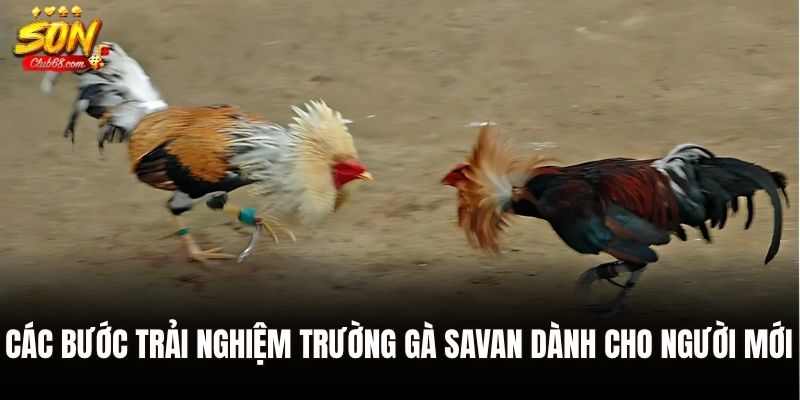 Trường Gà Savan - Đấu Trường Đỉnh Cao Trực Tuyến Tại Sonclub 3 Các bước trải nghiệm trường gà Savan dành cho người mới