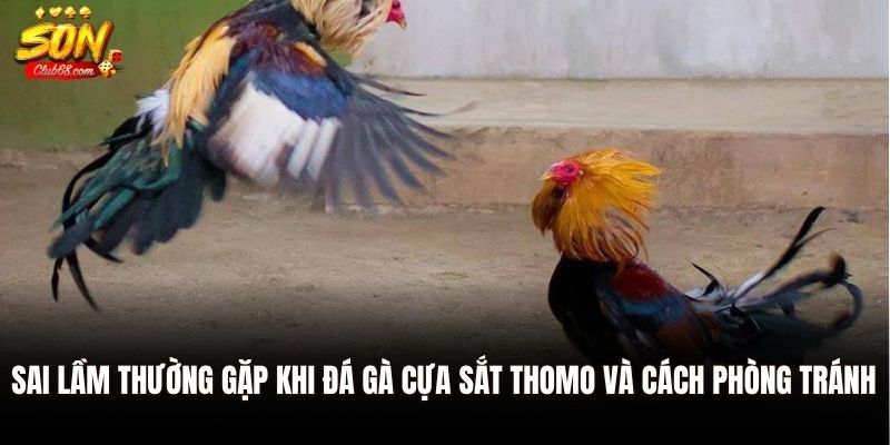 Đá Gà Cựa Sắt Thomo: Môn Đối Kháng Đỉnh Cao Của Gà Chiến 3 Sai lầm thường gặp khi đá gà cựa sắt Thomo và cách phòng tránh