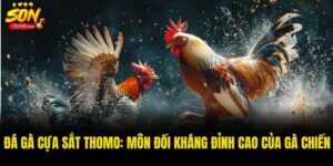 Đá gà cựa sắt Thomo