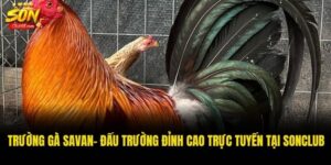 Trường gà Savan