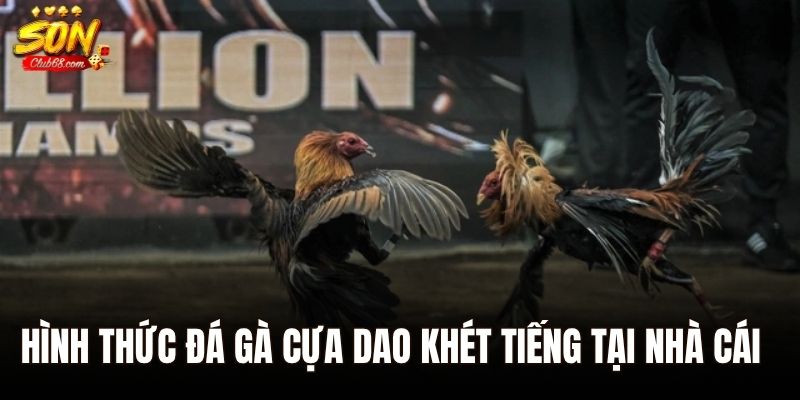 Bí kíp chinh phục đá gà Sonclub cho tân binh