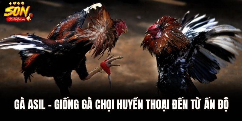 Gà Asil - Giống Gà Chọi Huyền Thoại Đến Từ Ấn Độ 1 Lịch sử hình thành giống gà Asil cho các dân chơi