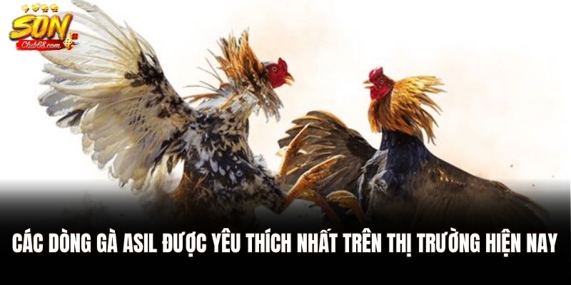 Gà Asil - Giống Gà Chọi Huyền Thoại Đến Từ Ấn Độ 2 Các dòng gà Asil được yêu thích nhất trên thị trường hiện nay