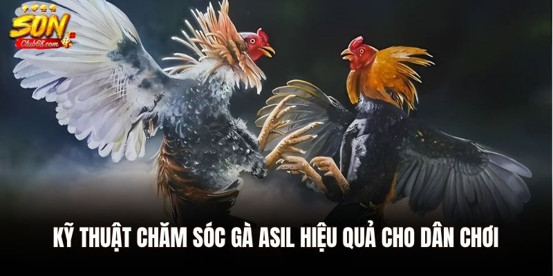 Gà Asil - Giống Gà Chọi Huyền Thoại Đến Từ Ấn Độ 3 Kỹ thuật chăm sóc gà Asil hiệu quả cho dân chơi