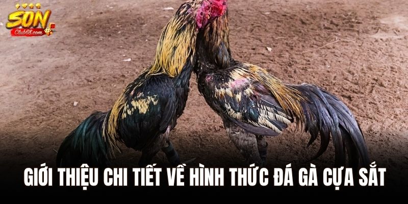 Đá Gà Cựa Sắt – Chiêm Ngưỡng Những Màn Đối Đầu Nảy Lửa 1 Giới thiệu chi tiết về hình thức đá gà cựa sắt