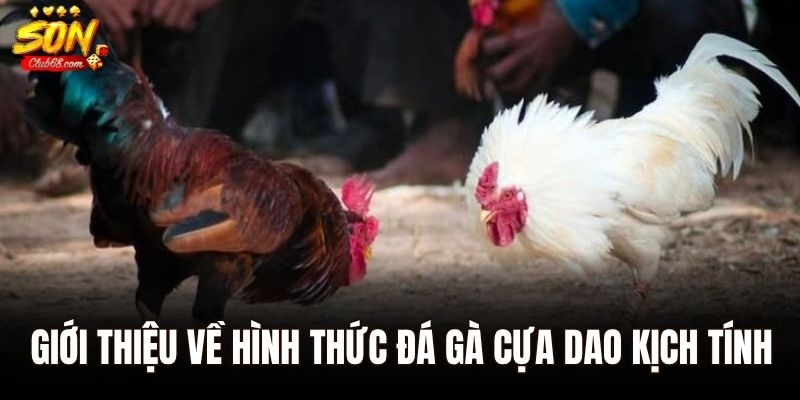 Đá Gà Cựa Dao – Đấu Trường Danh Vọng Của Những Chiến Kê Thép 1 Giới thiệu về hình thức đá gà cựa dao kịch tính