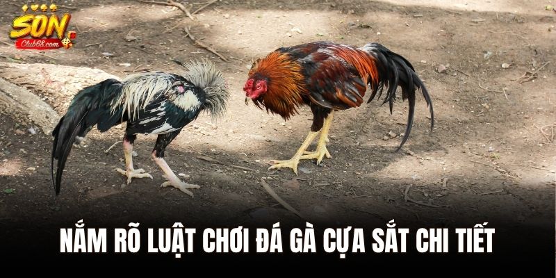 Đá Gà Cựa Sắt – Chiêm Ngưỡng Những Màn Đối Đầu Nảy Lửa 2 Nắm rõ luật chơi đá gà cựa sắt chi tiết trước khi tham gia
