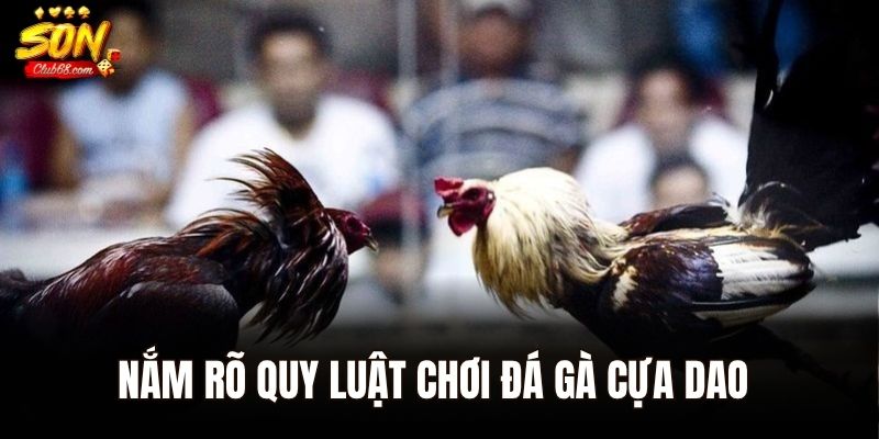 Đá Gà Cựa Dao – Đấu Trường Danh Vọng Của Những Chiến Kê Thép 2 Nắm rõ quy luật chơi đá gà cựa dao