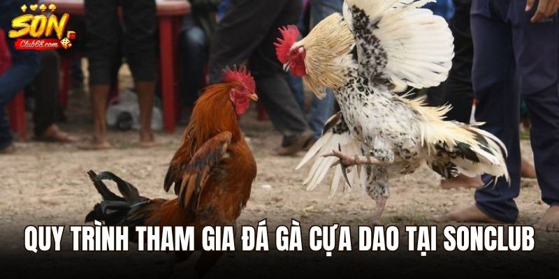 Đá Gà Cựa Dao – Đấu Trường Danh Vọng Của Những Chiến Kê Thép 3 Quy trình tham gia đá gà cựa dao tại Sonclub